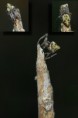 /album/araneidae/cyclosa-conica-3-jpg/